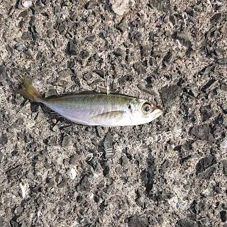 泳がせ釣りの背がけの付け方