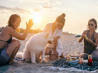 PetFriendly Paradise: Essential Tips for Traveling with Your Furry Companions!