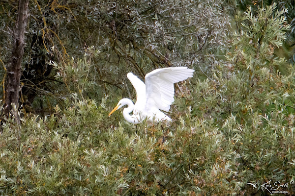 Great white egret