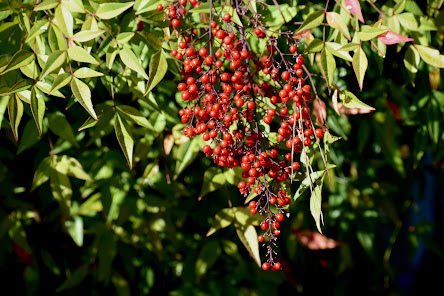 red birdberries shining in sunlight on green bush