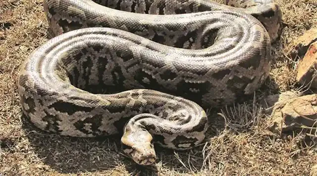 Python