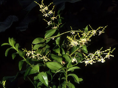 Dendrobium strebloceras care and culture