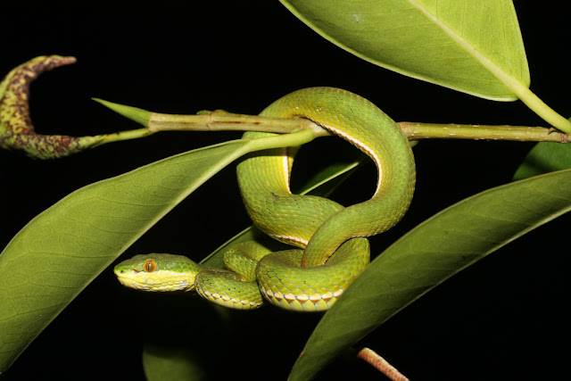 ular viper hijau ekor merah