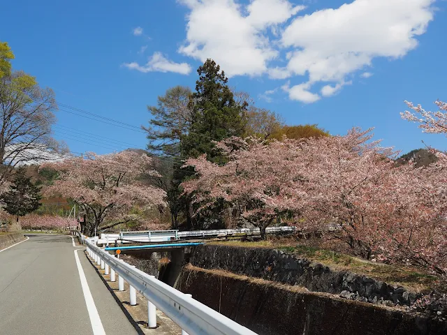 御坂路さくら公園