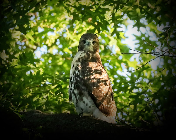 Fledgling red-tailed hawk in Tompkins Square