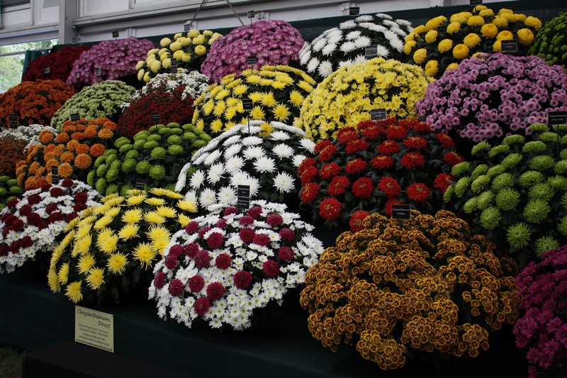 wonderful display from Chrysanthemums Direct