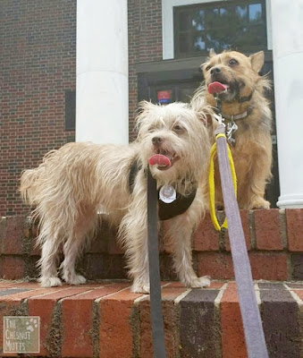 Bailey and Jada on the front steps of the library