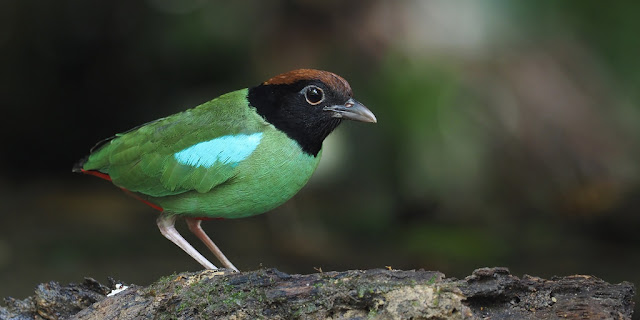 The Physical Characteristics of Hooded Pittas: An In-Depth Look