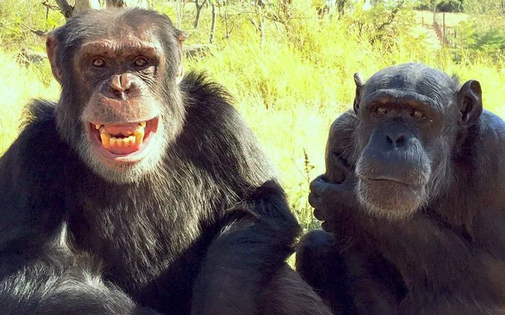 Pruebas cautelosas de la hipótesis del "mono borracho": Los primates también tienen debilidad por el alcohol