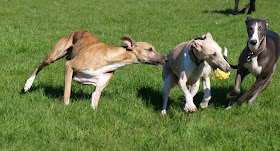 Whippet en jeu en course