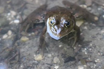 Kurbağa Gölcük Bolu