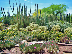 Desert Botanical Gardens, Phoenix, Arizona