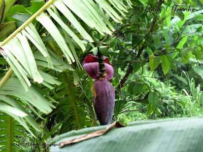 banana flower