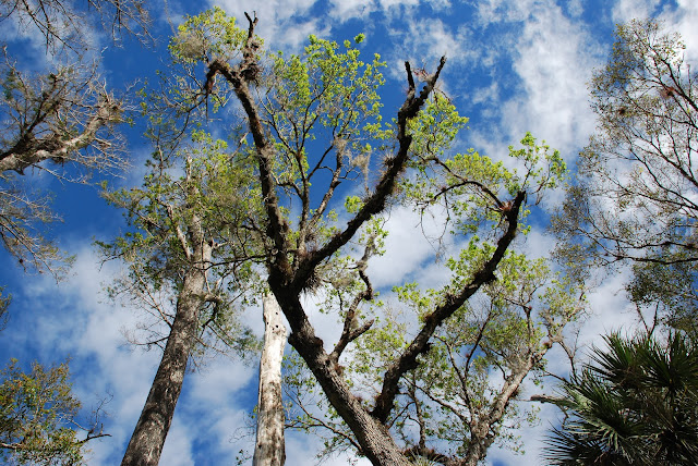 Fakahatchee Strand Preserve State Park