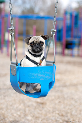 Cute Swinging Dogs Seen On lolpicturegallery.blogspot.com