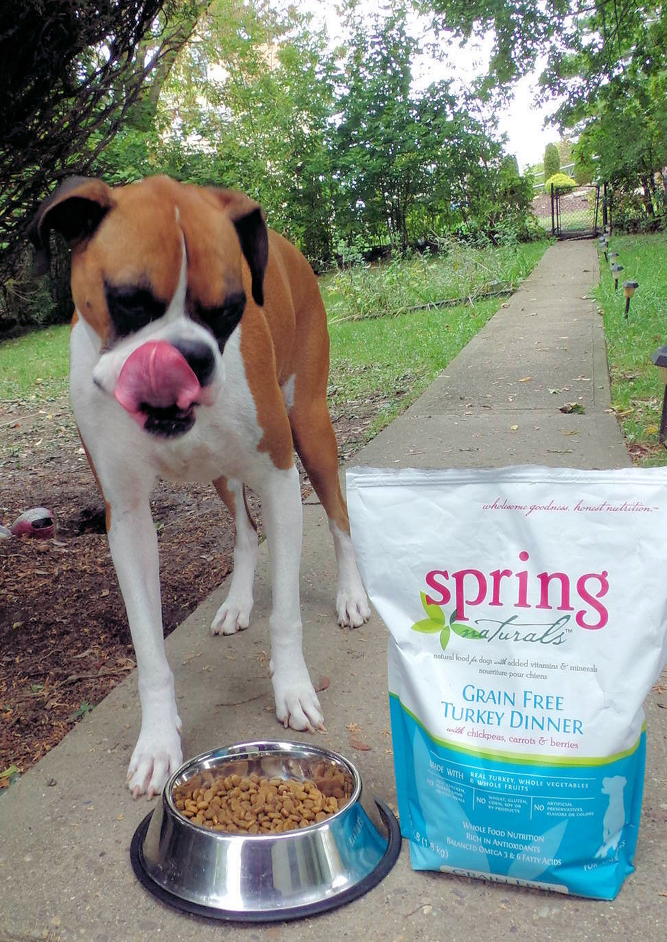 Dog Madness: Win Spring Naturals Dog Food That Helps Deliver A Healthy