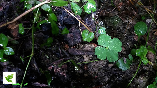 also growing Hydrocotyle sp(India) on there