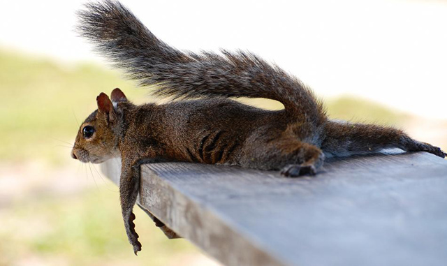 15 fotos de animais em situações engraçadas