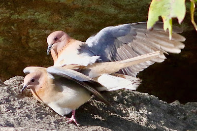 "Laughing Dove - Streptopelia senegalensis, resident courtship display."