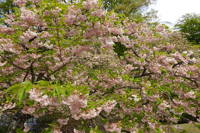 鳥取県西伯郡南部町鶴田 とっとり花回廊 花の谷 八重桜