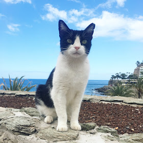 Seeing the sights, and enjoying some well-earned, long-awaited rest and reflection in Puerto de Mogan and Taurito, Gran Canaria