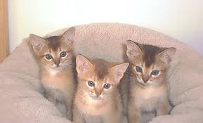 Abyssinian Kittens