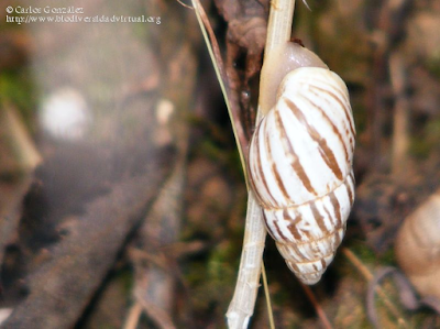 http://www.biodiversidadvirtual.org/insectarium/Zebrina-detrita-img365877.html