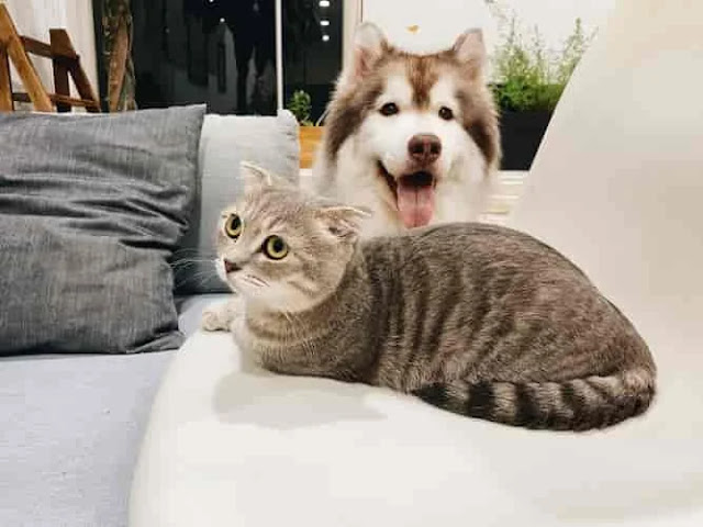 Cat VS Dog: Which Is the Best Pet for Me