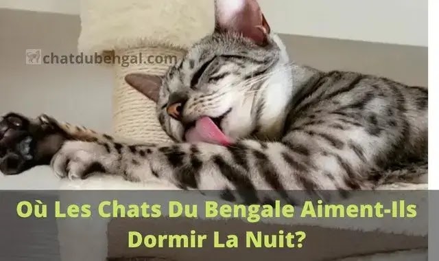 Où Les Chats Du Bengale Aiment-Ils Dormir La Nuit?