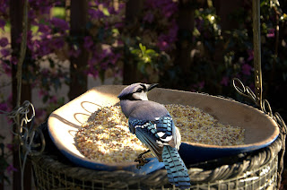 backyard jay