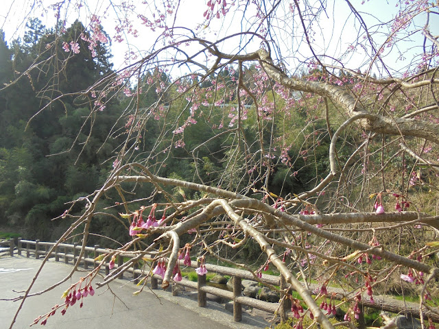 別所川渓流植物園の牡丹桜はもう少し
