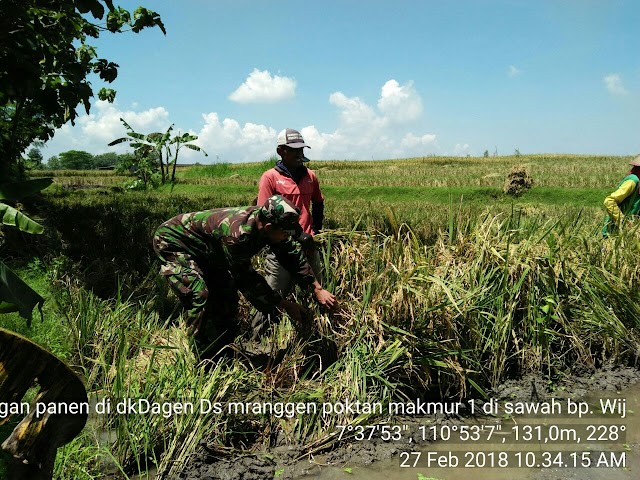 BABINSA KORAMIL 11 POLOKARTO DAMPINGI PETANI PANEN PADI