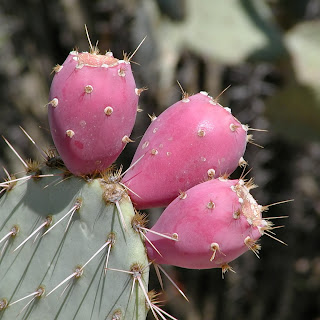 Fibers of nopal cactus help to trap fat and increase fiber in the digestive tract.