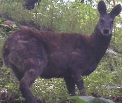 alpine musk deer