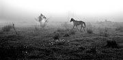 Caballos Blancos en la Niebla, niebla y nubes de madrugada, .
