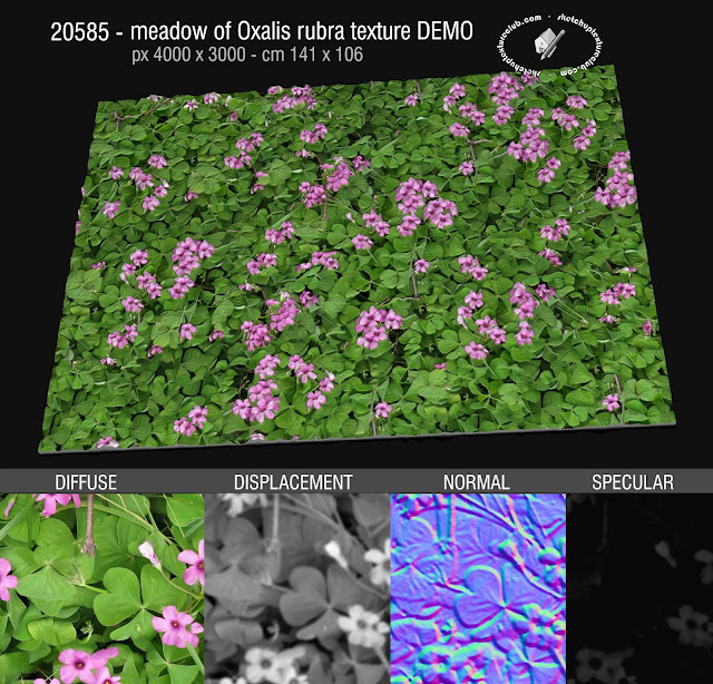  20585 - royalty free Meadow of Oxalis Rubra, seamless texture High resolution + maps