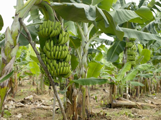 Banane in Angola