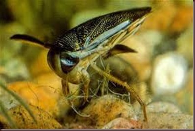 Amazing Pictures of Animals photo Nature exotic funny incredibel Zoo .Micronecta scholtzilesser, water boatman, Insceta (4)