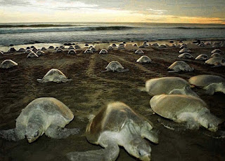 Olive Ridley turtles back on Odishas shore , effect of coronavirus on environment