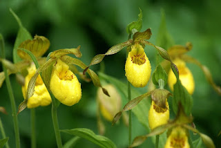 Sabot de Vénus - Cypripedium calceolus - Sabot de la vierge