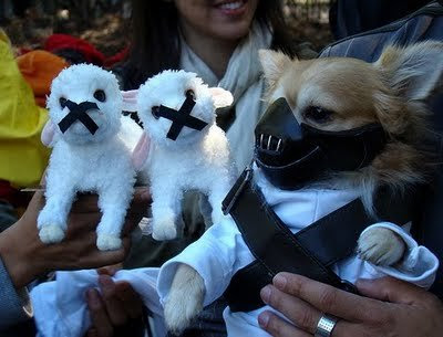 funny costume ideas. Funny - Dog in costume