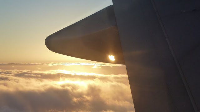 Close up of wing 