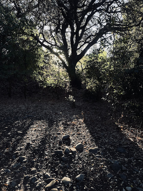 Morning light through trees