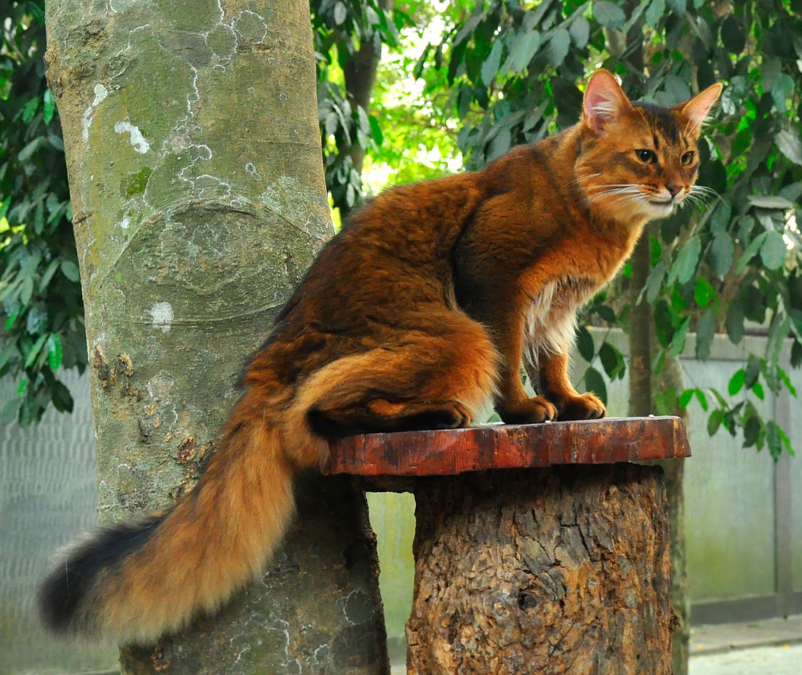 Kucing Ternyata Banyak Yang Mirip Dengan Binatang Di Alam