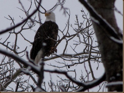 Bald Eagle2