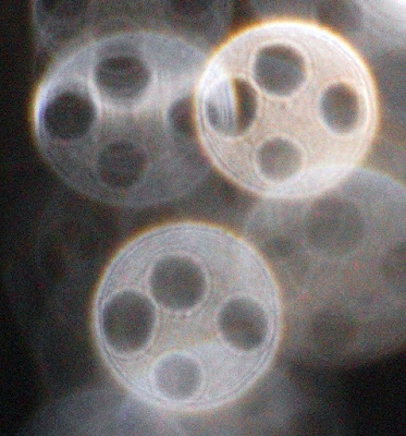 four-part orb pattern