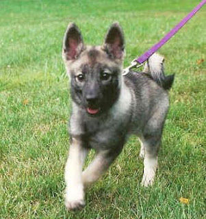 Norwegian Elkhound Puppies Picture