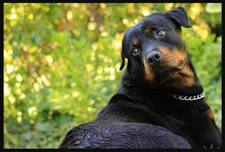Black rottweiler dogs pictures