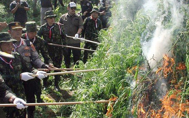 BNN, pemusnahan ladang ganja, Aceh Utara, perang melawan narkotika