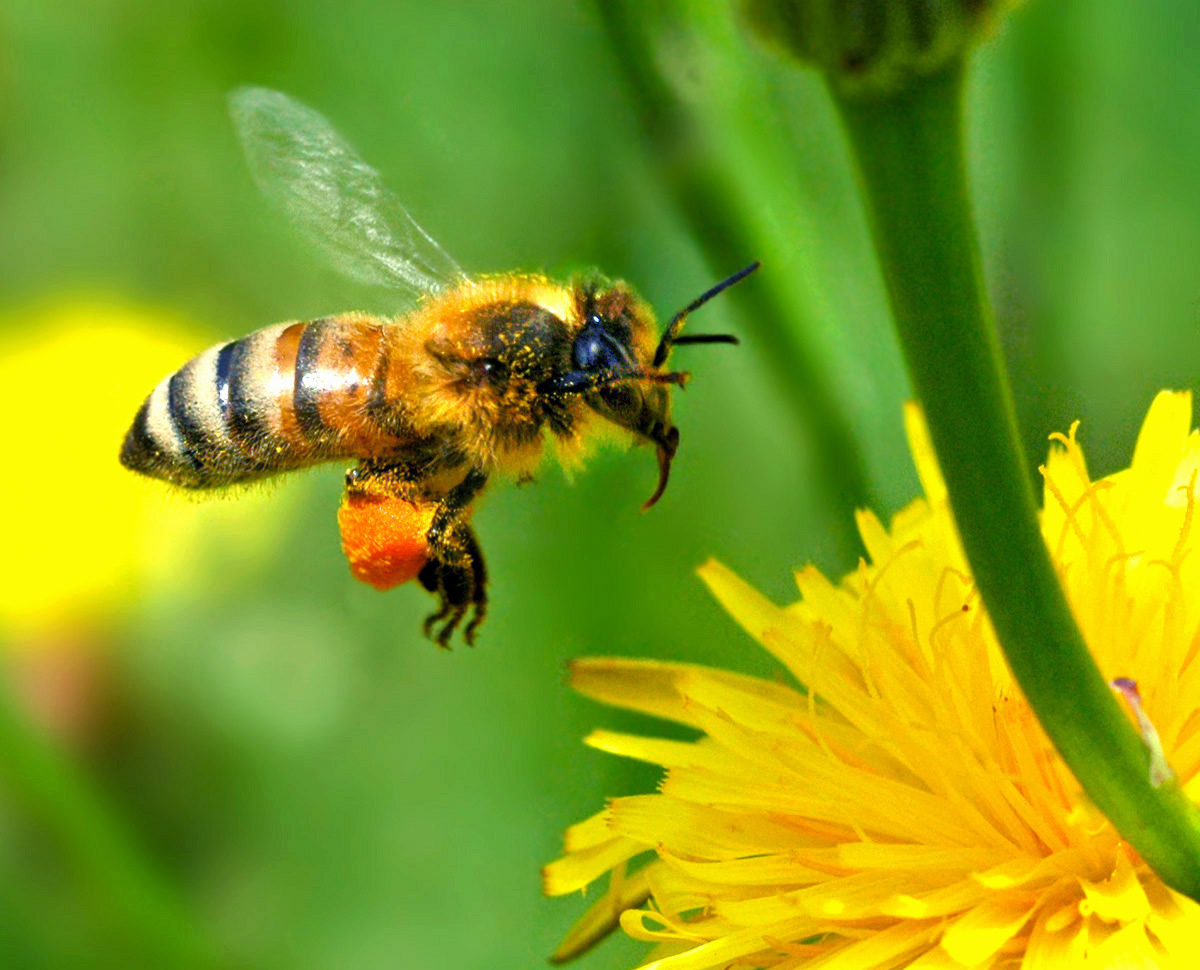 Honey Bees Wallpaper